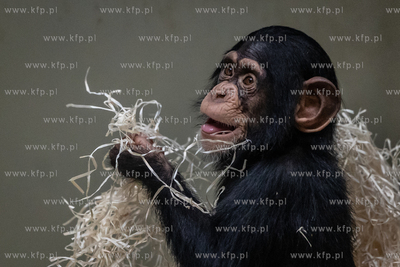 Szympansy z oliwskiego zoo.
10.01.2024
fot. Krzysztof...