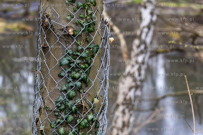 Sopot. Staw Mazowiecki. Drzewa zabiezpieczone siatką...