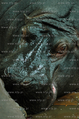 ZOO w Gdansku Oliwie. n/z 2 samice hipopotama nilowego...