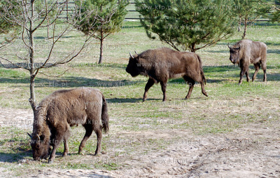 Slupsk  W Dolinie Charlotty pod Slupskiem powstaje...
