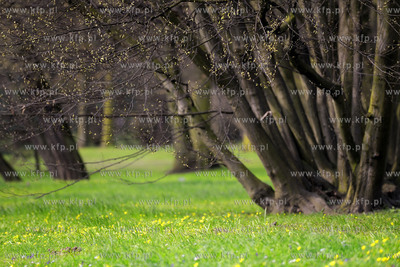 Gdansk Oliwa Park. Fragment parku z basenem parkowym.Poczatkiem...
