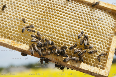 Pszczelarz pan Kazimierz Stosik podczas wiosennych...