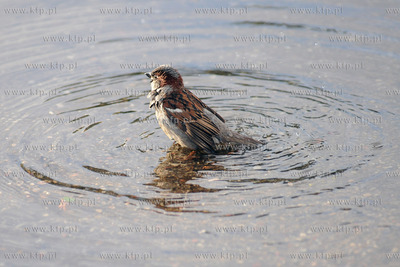 Wrobel.
15.07.2012 fot. Andrzej J. Gojke / KFP