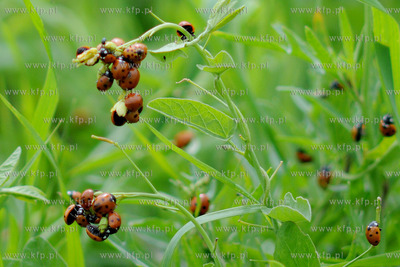 Tysiace biedronek pojawilo na plazy i okolicach Grand...