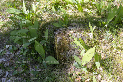 Cmentarz dawnej gminy żydowskiej w Skarszewach, założony...