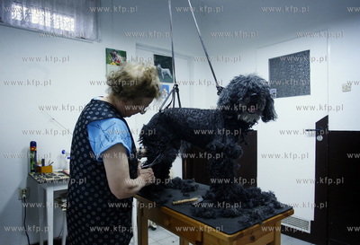 Gdansk Zaspa. Zaklad strzyzenia psow.
05.05.2009
fot....