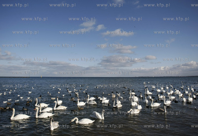 Sopot. Plaza. Labedzie.
03.03.2010
fot. Krzysztof...