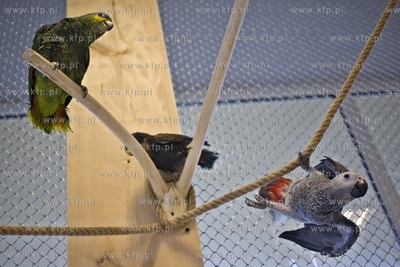 Nowa Papugarnia w Gdańsku Suchaninie.
29.12.2016
fot....