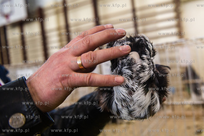 Zespol Szkol Rolniczych w Rusocinie. Wystawa Golebi...