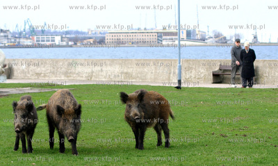 Dziki spacerujace beztrosko na Bulwarze Nadmorskim...