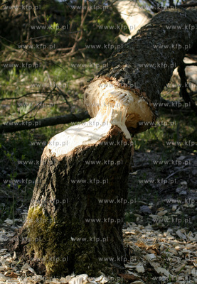 Duze szkody na jeziorem Golun wyrzadzaja w ostatnich...