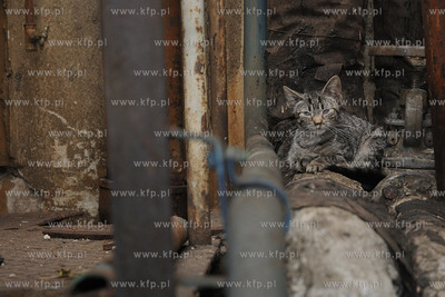 Koci problem w Stoczni Gdynia. Po zamknieciu produkcji...