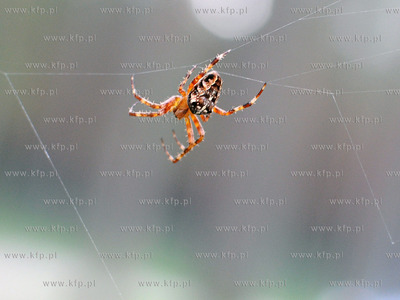 Pajak z rodziny krzyzakowatych Araneidae, charakteryzujacy...