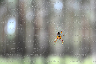 Pajak z rodziny krzyzakowatych Araneidae, charakteryzujacy...