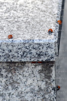 Tysiace biedronek pojawilo na plazy i okolicach Grand...