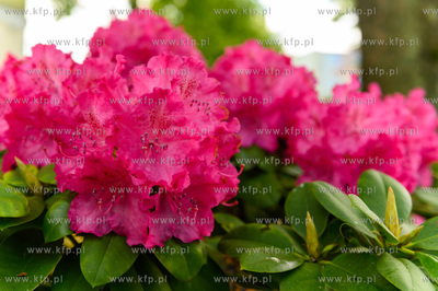 Wejherowo. Nz. kwitnący rododendron.27.05.2020 Fot....