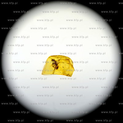 Gdansk, Miedzynarodowe Targi Gdanskie. Targi AMBERIF....