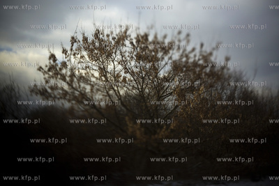 Park Ronalda Reagana.
20.01.2016
fot. Krzysztof Mystkowski...