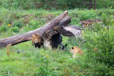 Międzynarodowy Dzień Lwa w gdańskim ZOO. 10.08.2018...