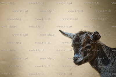 Gdansk. Oliwskie zoo.
Nz Koza Karlowata
14.05.2013
fot....