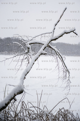 Sniezny zimowy dzien nad jeziorem Otominskim.
21.01.2016
fot....