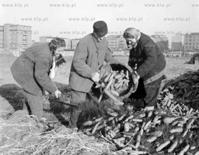 Kopcowanie marchwi w Gdyni W glebi widoczny dom na...