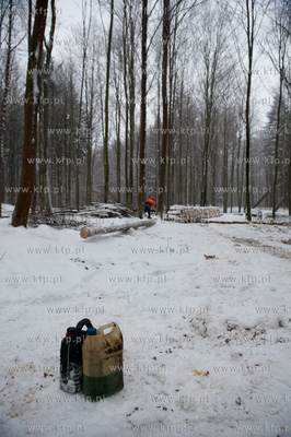 Powiat Bytowski. Lasy panstwowe. Wycinka drzew.
19.01.2010
fot....