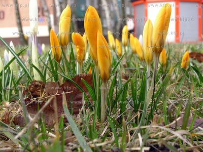 W Slupsku zakwitly krokusy, czyli jest wiosna
22.03.2010...