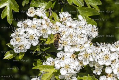 Pożyteczna praca pszczół. 
30.05.2021
fot. Daniel...