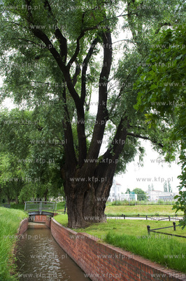Gdansk Wrzeszcz, Park nad Strzyza.
02.07.2009
fot....