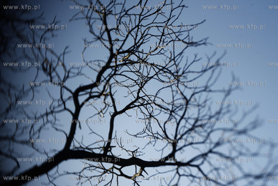 Park oliwski. Drzewa.
31.01.2011
fot. Krzysztof Mystkowski...