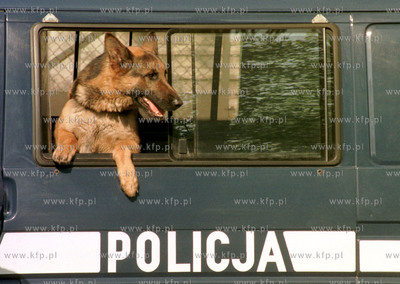 Pies policyjny w radiowozie. 05.96 Fot. Maciej Kosycarz...