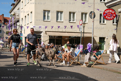 Gdańsk. Święto ulicy Lawendowej. 14.04.2025 fot....