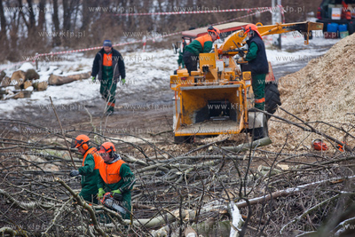 Gdansk. Oliwa. Wycinka drzew pod budowe Pomorskiej...