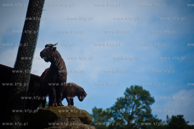 Gdansk. Oliwskie zoo.
Nz Takin
14.05.2013
fot. Mateusz...