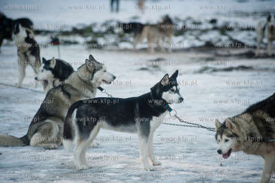 Gdynia. Polanka Redlowska. Pomorski Puchar Dogtrekkingu.
08.02.2014
fot....