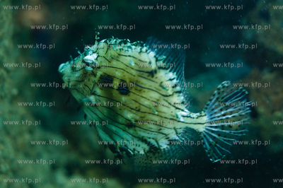 Akwarium Gdynskie Morskiego Instytutu Rybackiego -...