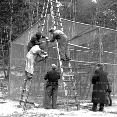 Budowa klatki w gdańskim ogordzie zologicznym. (lata50)....