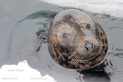 Zima w Miejskim Ogrodzie Zoologicznym Wybrzeza w Gdansku...