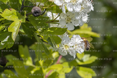 Pożyteczna praca pszczół. 
30.05.2021
fot. Daniel...