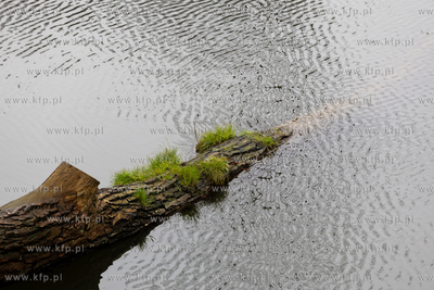 Sopot. Staw Mazowiecki. Drzewa zabiezpieczone siatką...