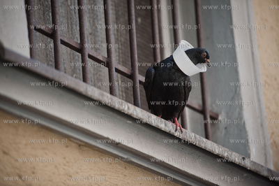 Gdansk. Stare Miasto. Golab w kolnierzu.
24.05.2012
fot....