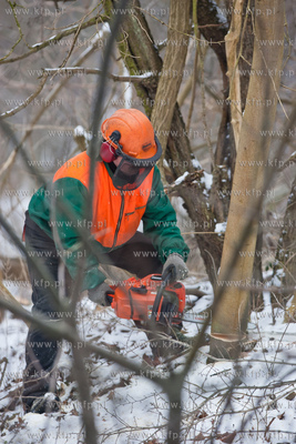 Gdansk. Oliwa. Wycinka drzew pod budowe Pomorskiej...