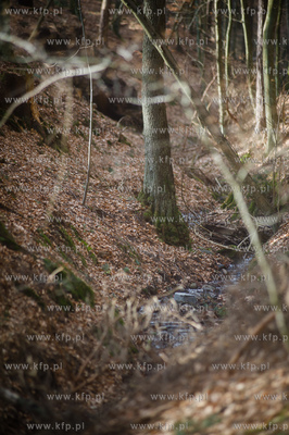 Gdansk. Oliwa, Trojmiejski Park Krajobrazowy. Sciezka...