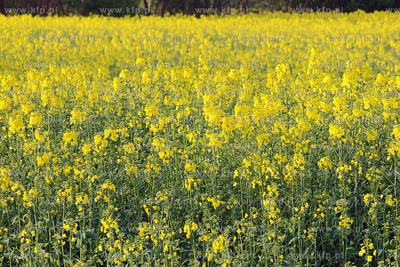 Kwitnacy rzepak w okolicy Przejazdowa k/Gdanska
04.04.2008
Fot....