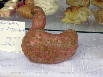 Karzniczka k/Slupska VI Swieto Ziemniaka. 11.10.2009...