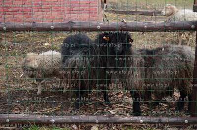 W Debogorzu Wybudowaniu (gmina Kosakowo), tuz przy...