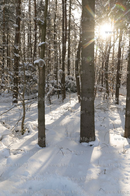 Zima w Dobrzewinie, wsi na Kaszubach w powiecie wejherowskim.10.02.2021...
