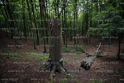 Sopot. Las.13.06.2012fot. Krzysztof Mystkowski...