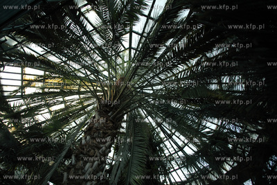 Palmiarnia w Parku Oliwskim. 04.01.2013 fot. Krzysztof...